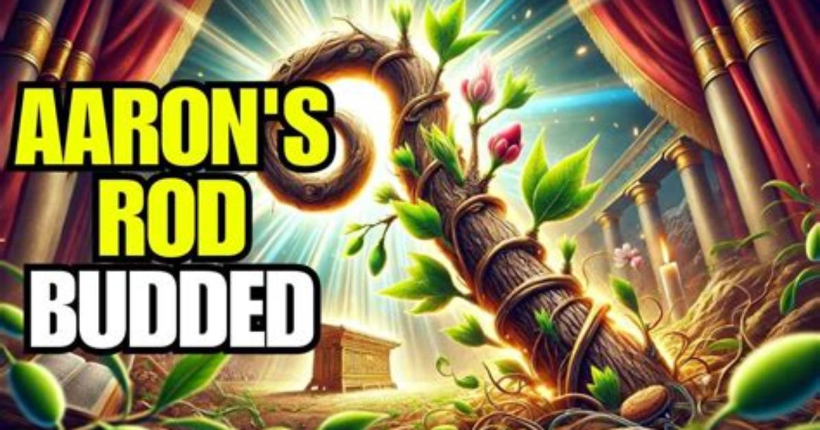 Why Did Aaron Rod Budded?