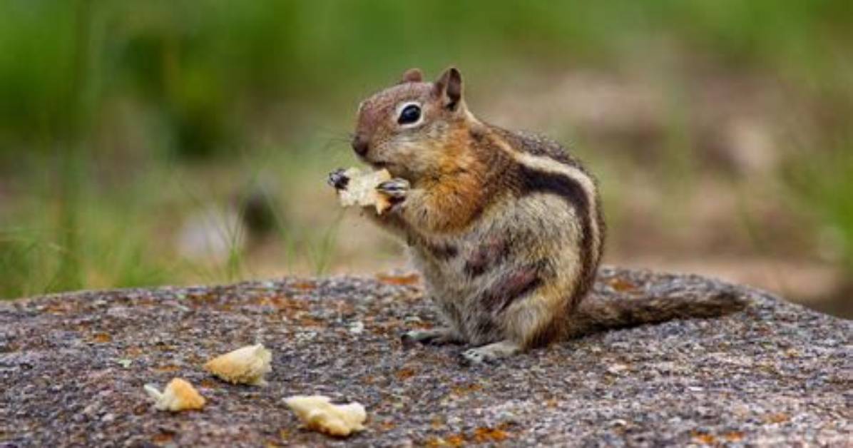 Why Did Animals Get Smaller