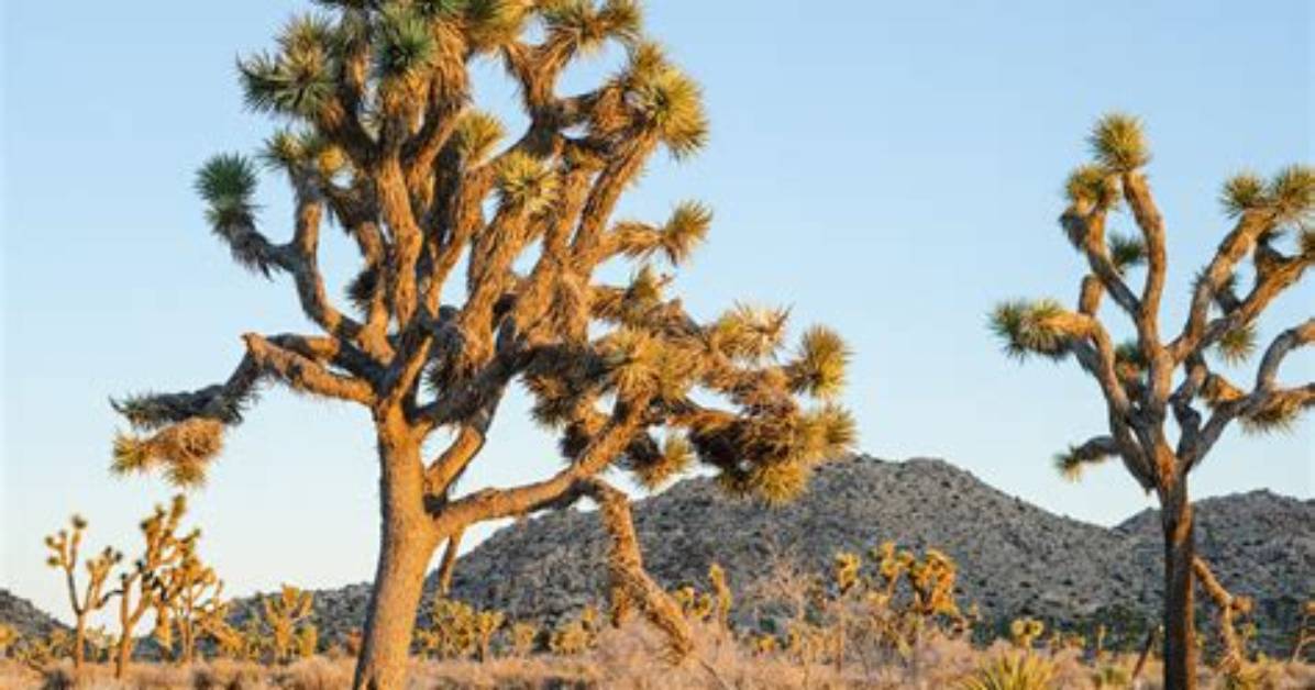 Why Did Joshua Tree Close