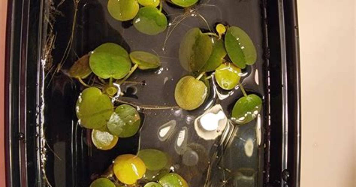 Why Did My Frogbit Die?