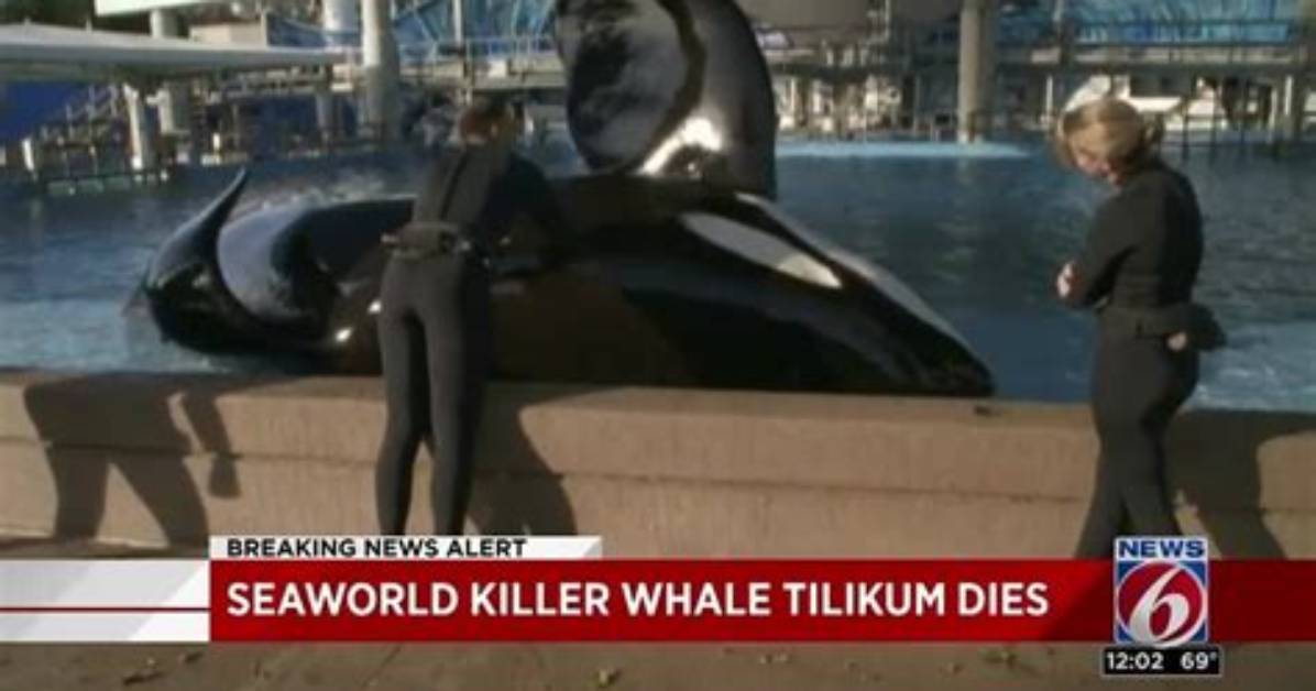 Why Did Tilikum Attack Dawn?