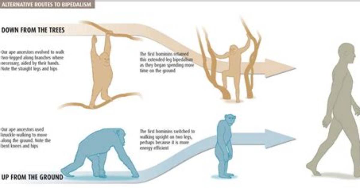 Why Did Upright Walking Evolve?