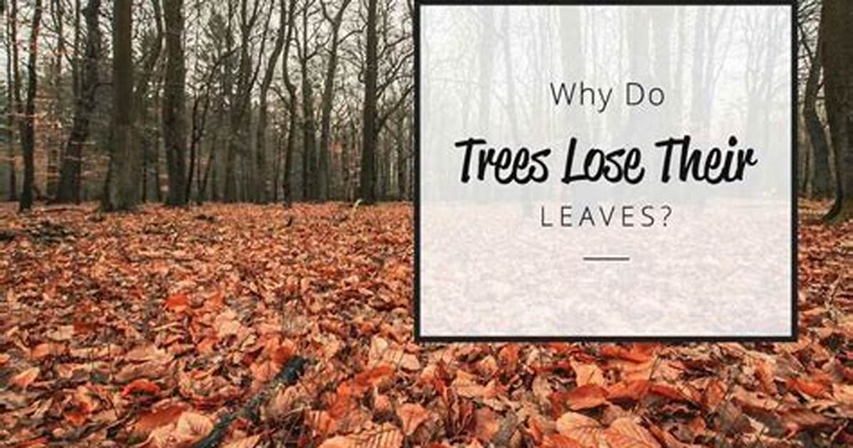 Why Do Acers Lose Their Leaves?