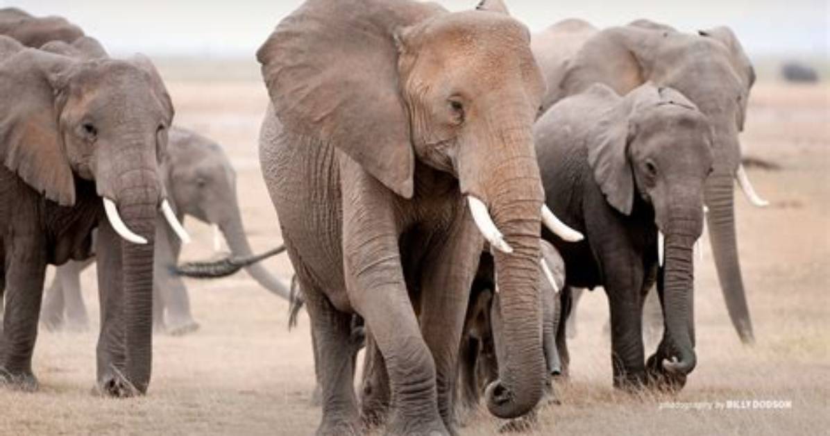 Why Do African Elephants Migrate