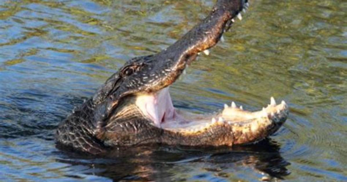 Why Do Alligators Bellow