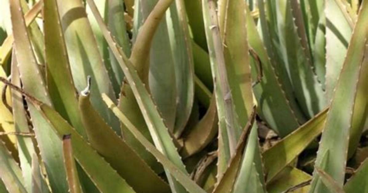 Why Do Aloe Plants Turn Brown