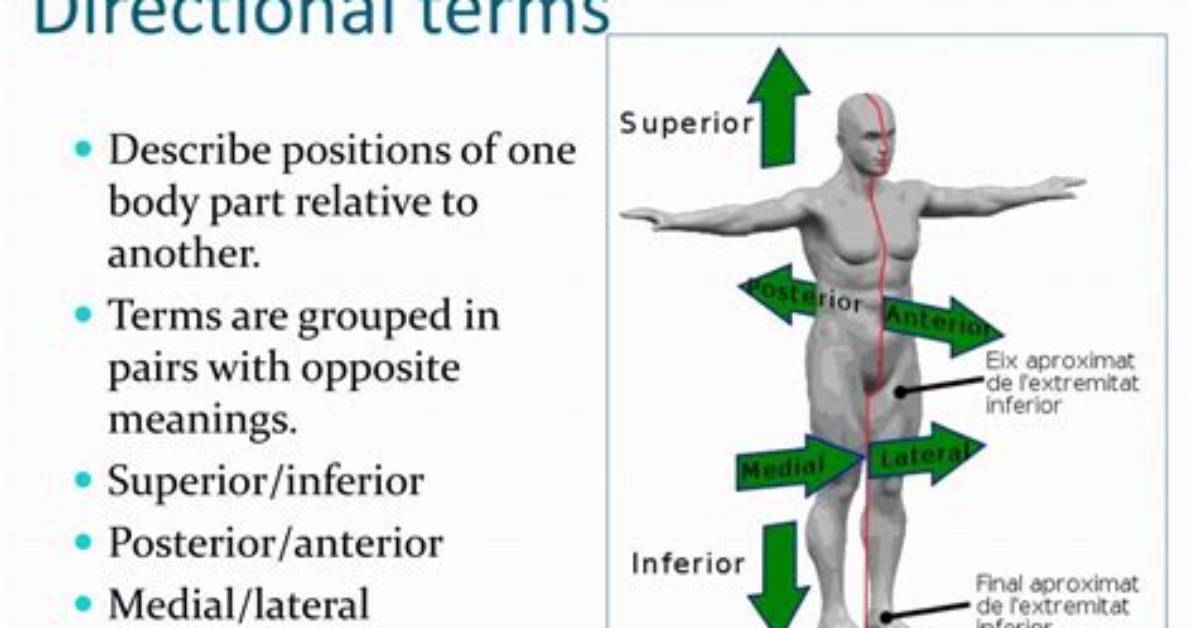 Why Do Anatomists Use Directional Terms?