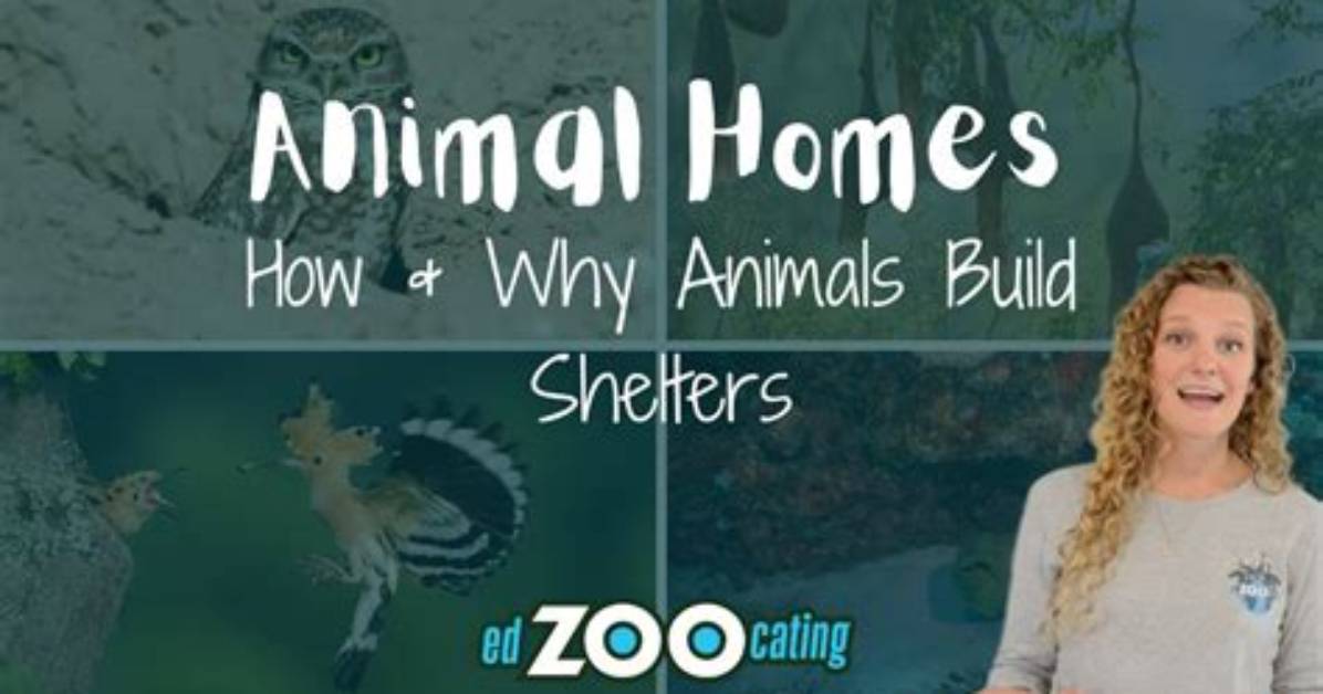 Why Do Animals and Birds Need Home