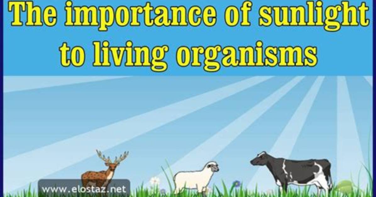 Why Do Animals Need Sunlight