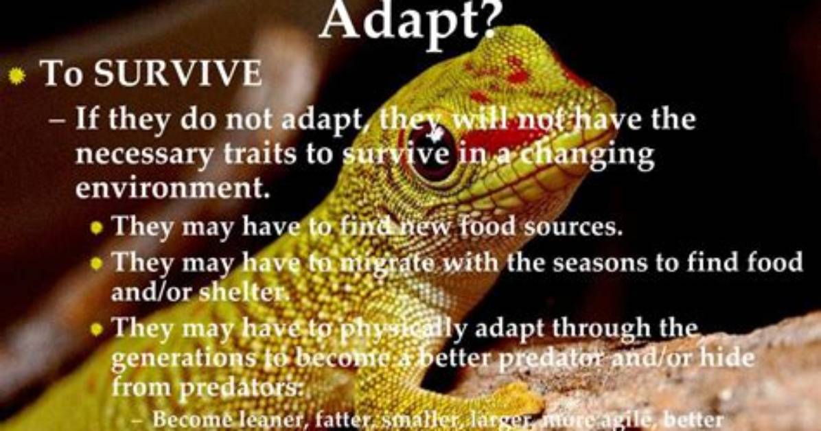 Why Do Animals Need to Adapt