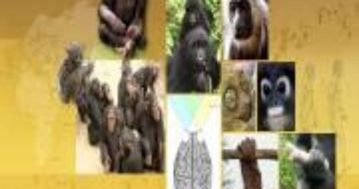 Why Do Anthropologists Study Primates
