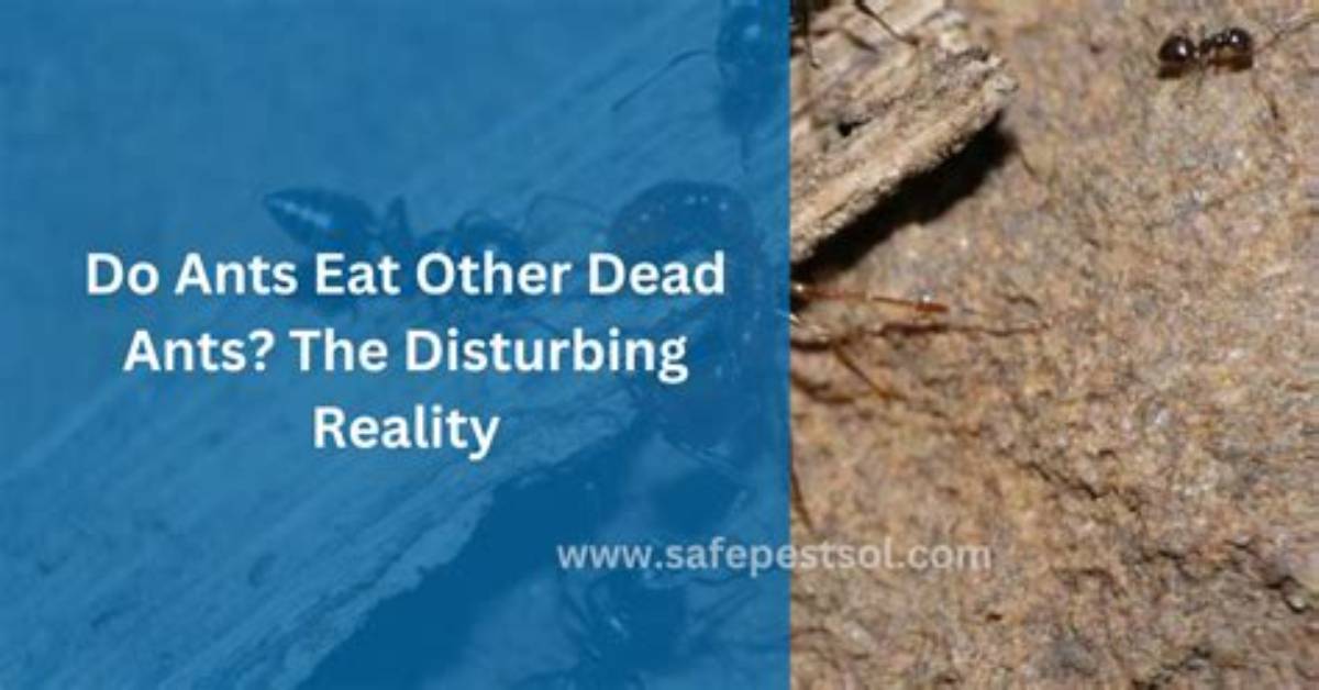 Why Do Ants Eat Dead Animals