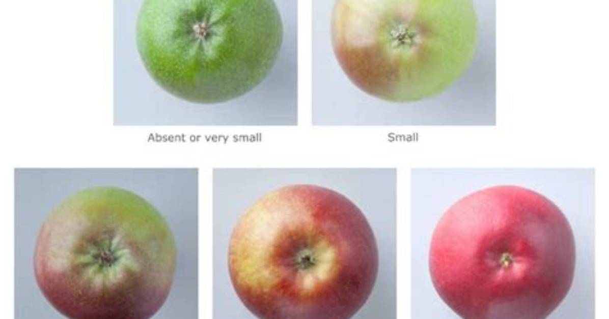Why Do Apples Turn Red