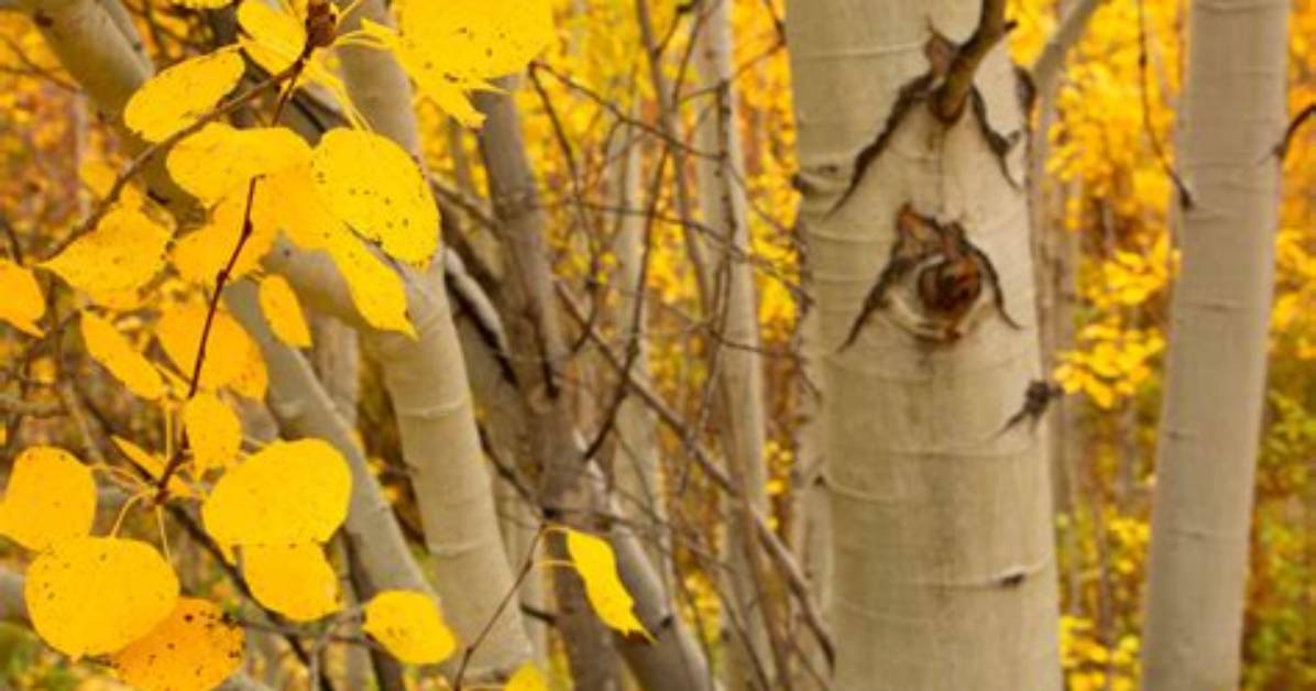Why Do Aspen Leaves Quake