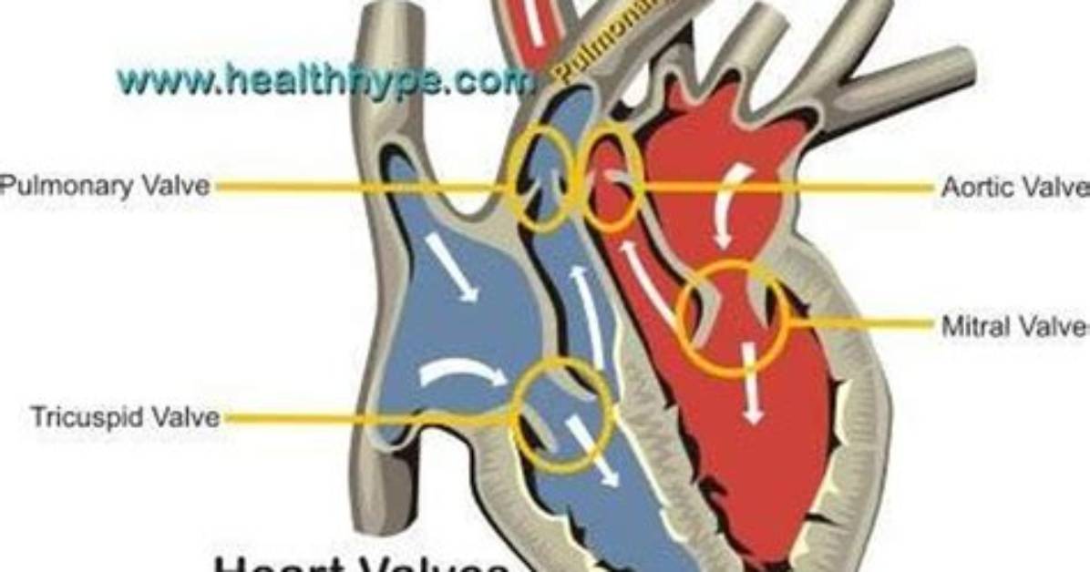 Why Do Atrioventricular Valves Close?