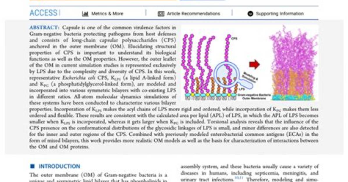 Why Do Bacterial Outer Membranes Burst When Frozen