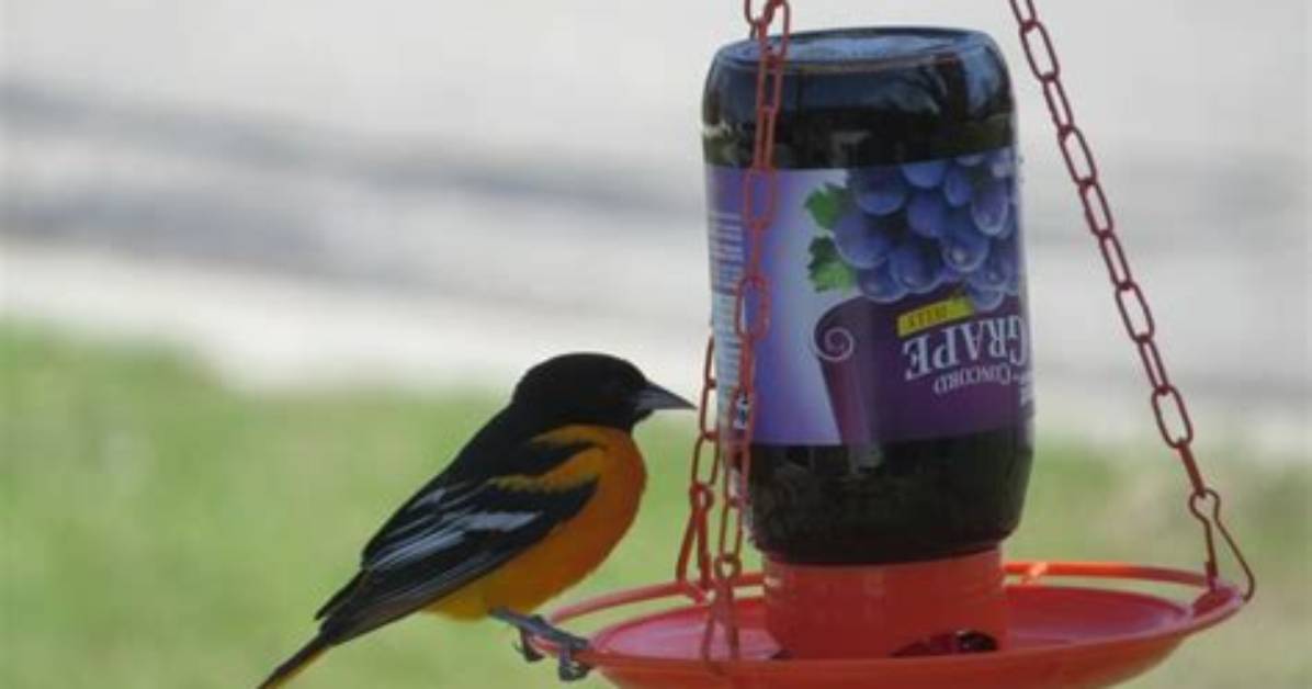 Why Do Baltimore Orioles Like Grape Jelly