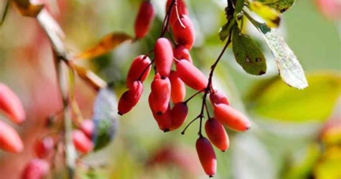 Why Do Barberries Die?