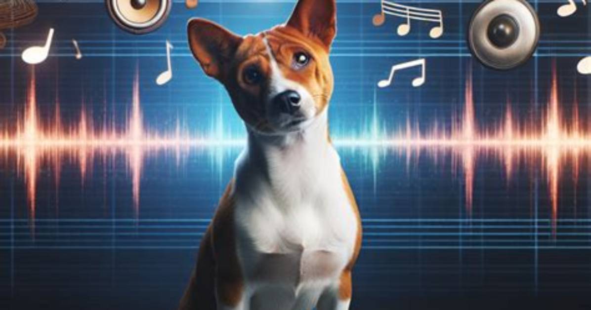 Why Do Basenjis Yodel?