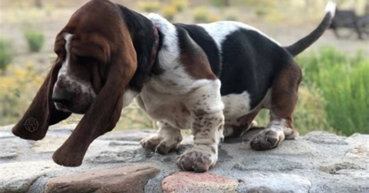 Why Do Bassets Have Long Ears?