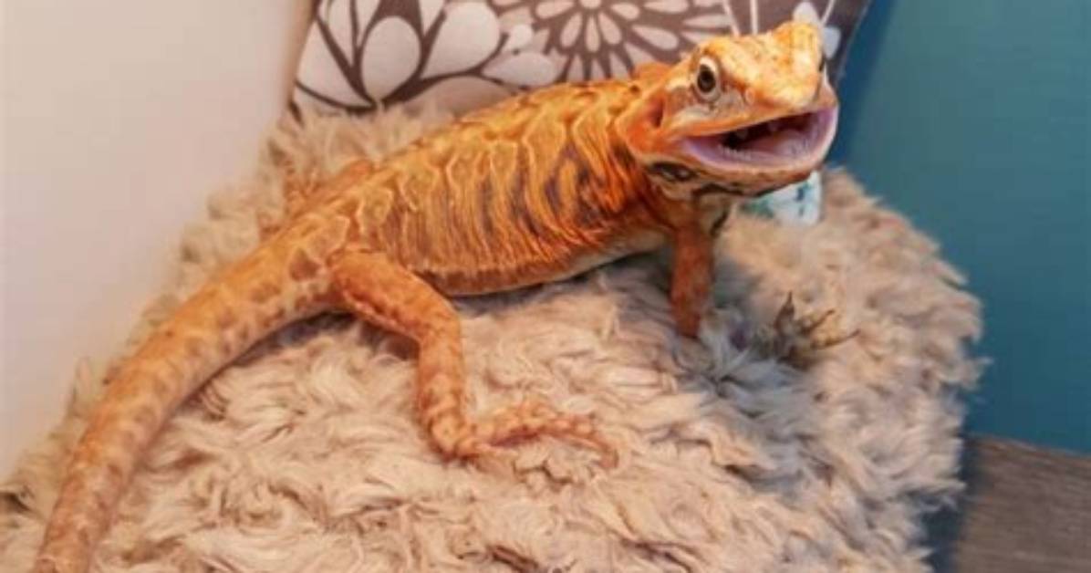 Why Do Bearded Dragons Like Hammocks?