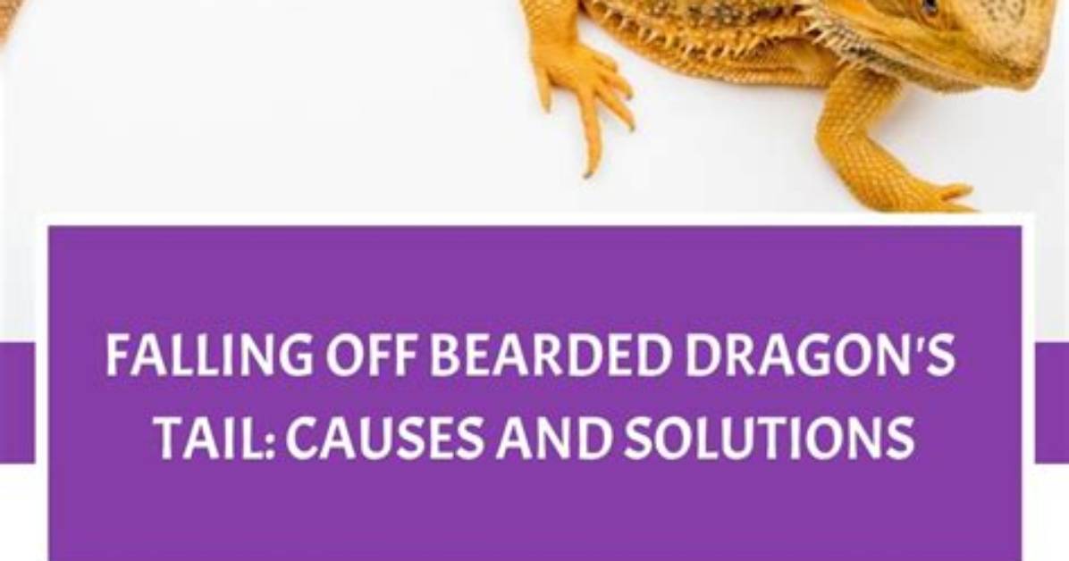 Why Do Bearded Dragons Tails Fall off?
