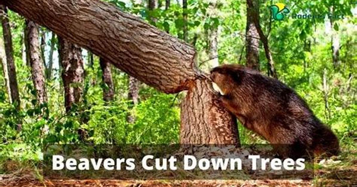 Why Do Beavers Cut Down Trees?