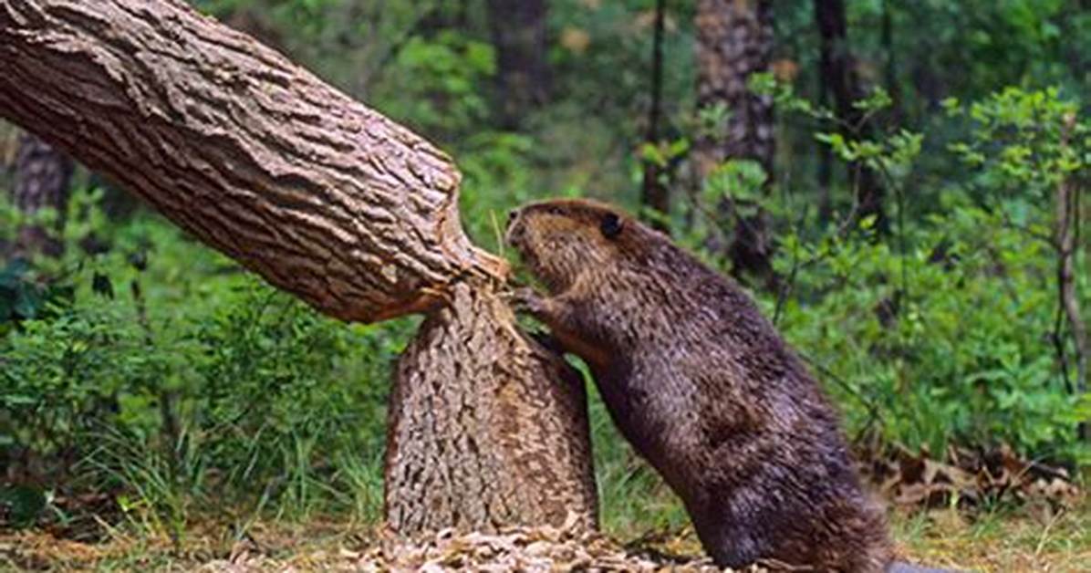 Why Do Beavers Cut Trees?