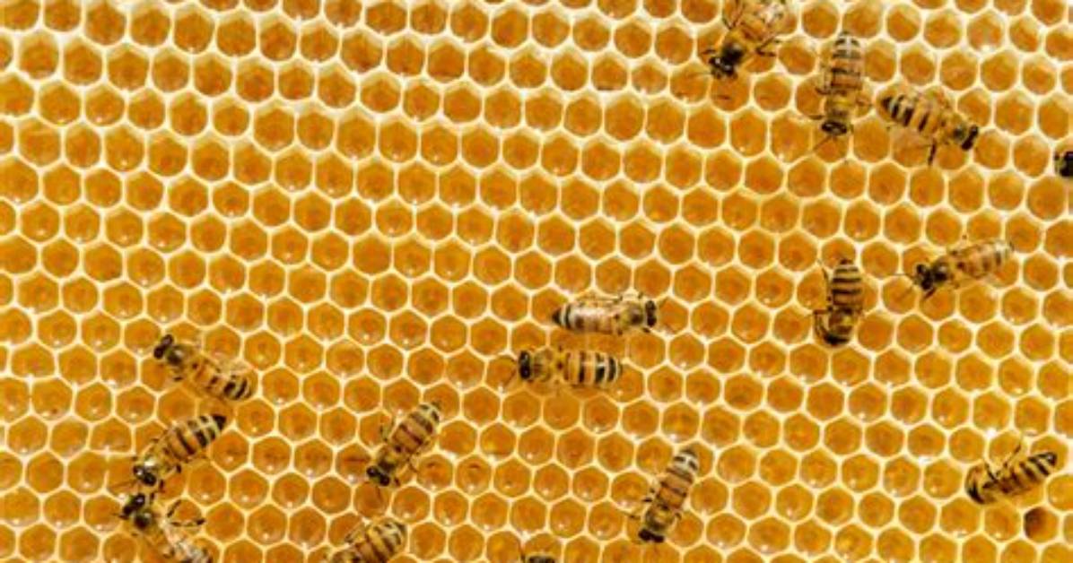 Why Do Bees Like Hexagons?