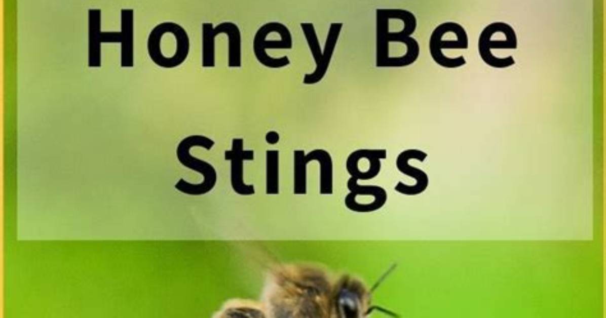 Why Do Bees Not Sting Beekeepers?