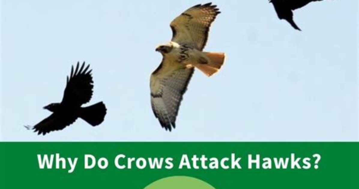 Why Do Birds Chase Hawks?