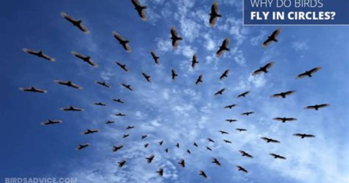 Why Do Birds Fly in a Pattern