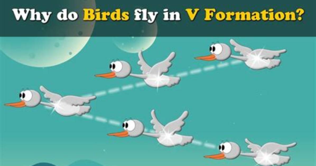 Why Do Birds Fly in v Shape?
