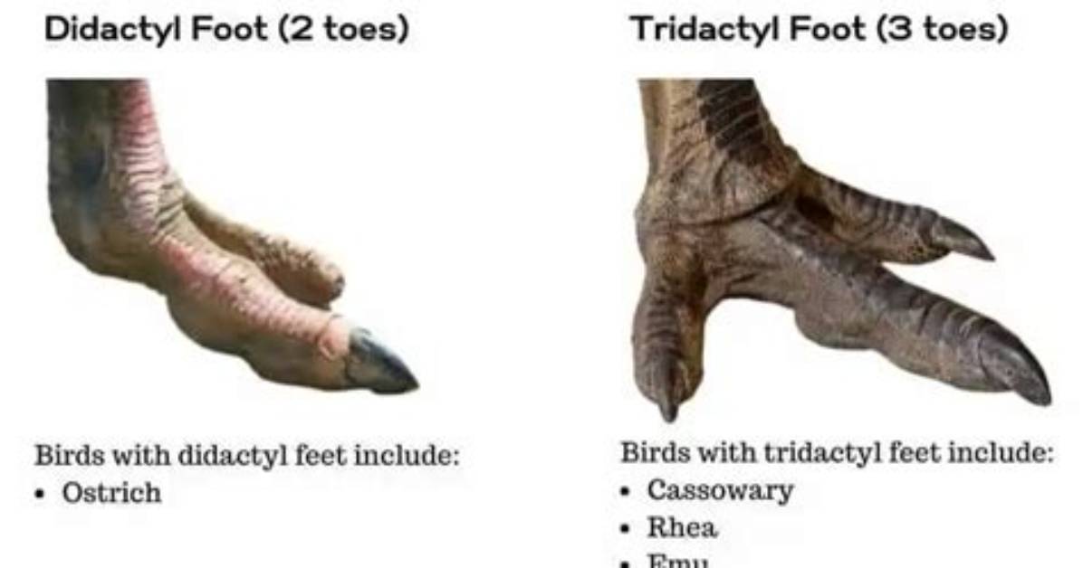 Why Do Birds Have Three Toes?