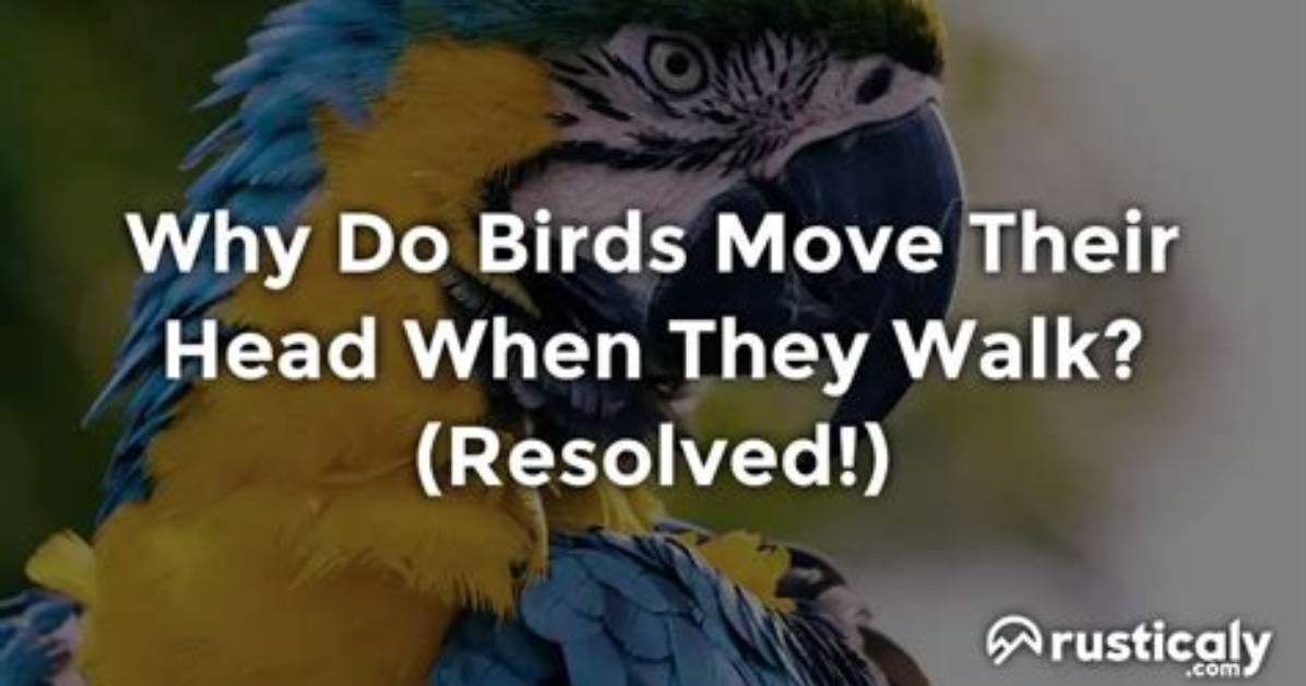 Why Do Birds Move Their Heads So Fast