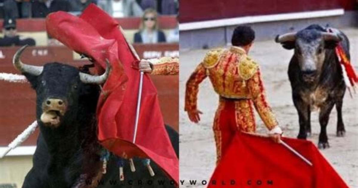 Why Do Bulls Hate the Color Red?