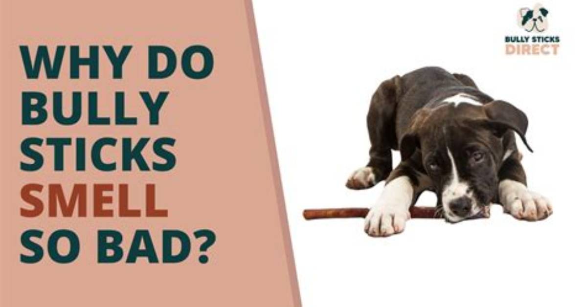 Why Do Bully Sticks Smell Bad?