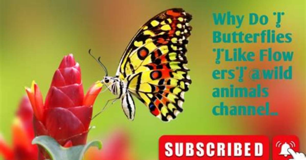 Why Do Butterflies Like Certain Flowers?