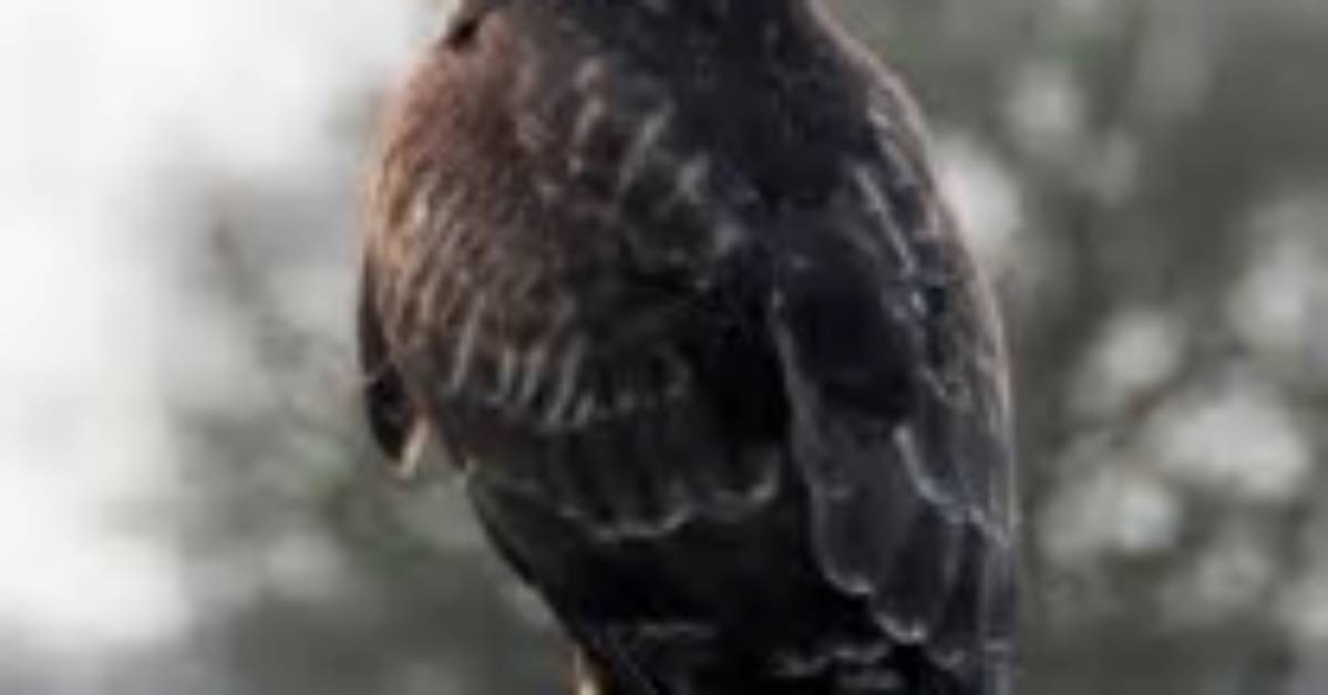 Why Do Buzzards Circle?