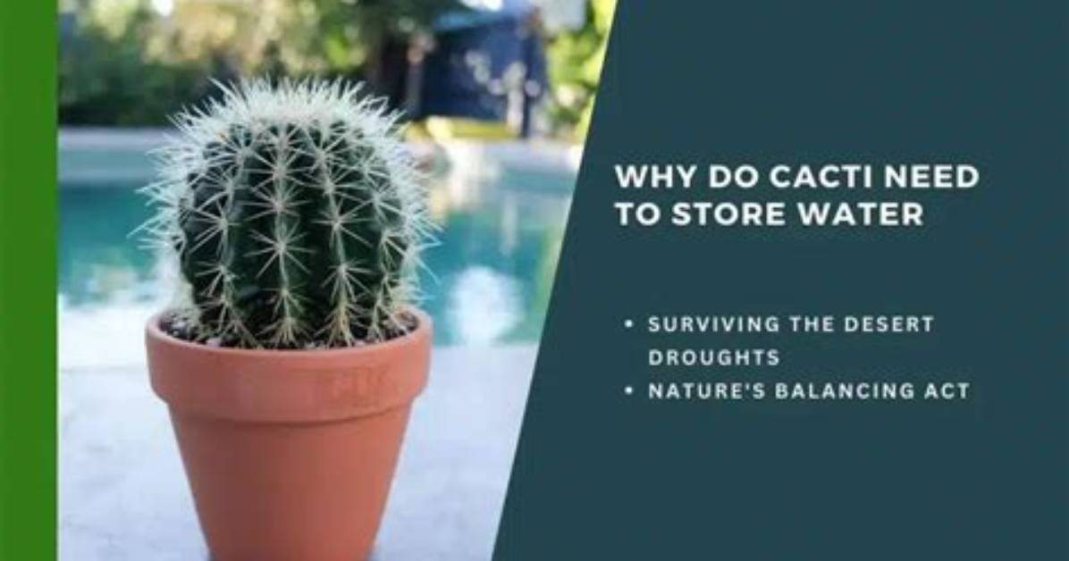 Why Do Cacti Store Water?