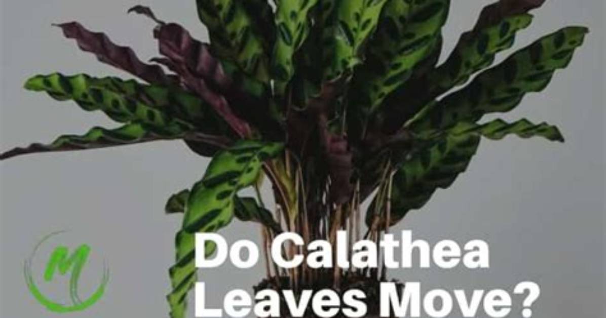 Why Do Calathea Leaves Move?