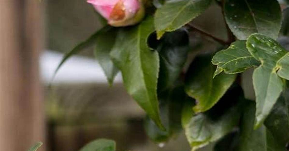 Why Do Camellia Flowers Drop off?