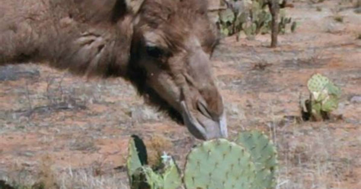 Why Do Camels Eat Cactus