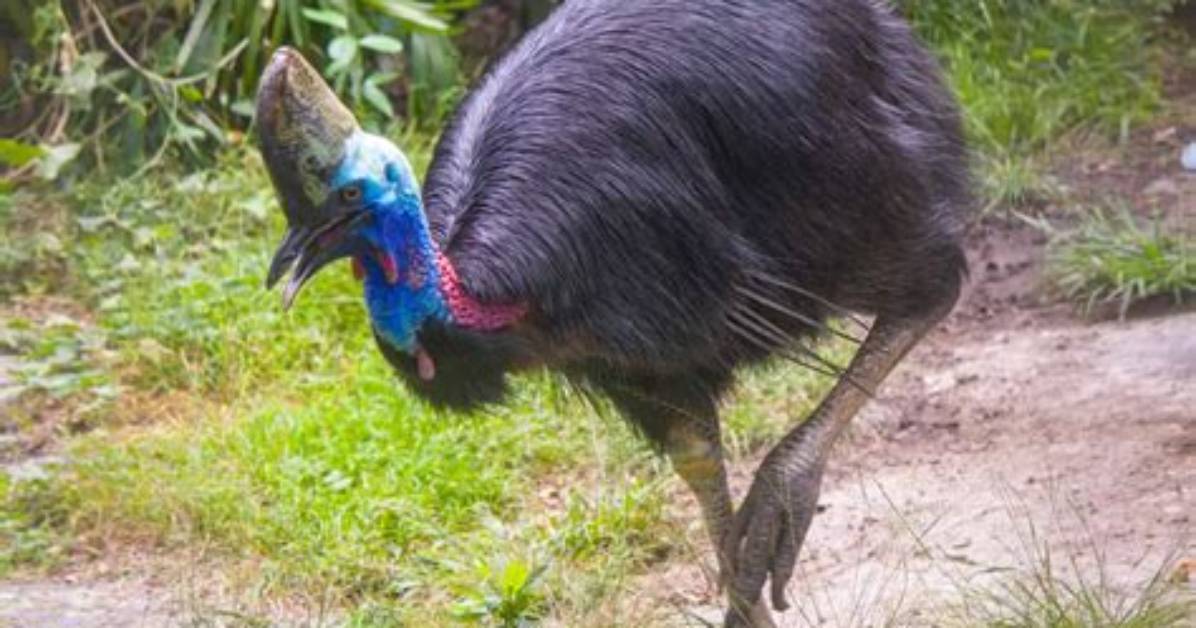 Why Do Cassowaries Have Horns?