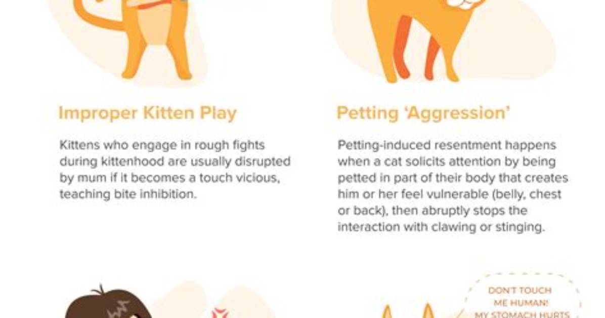 Why Do Cats Bite Affectionately?