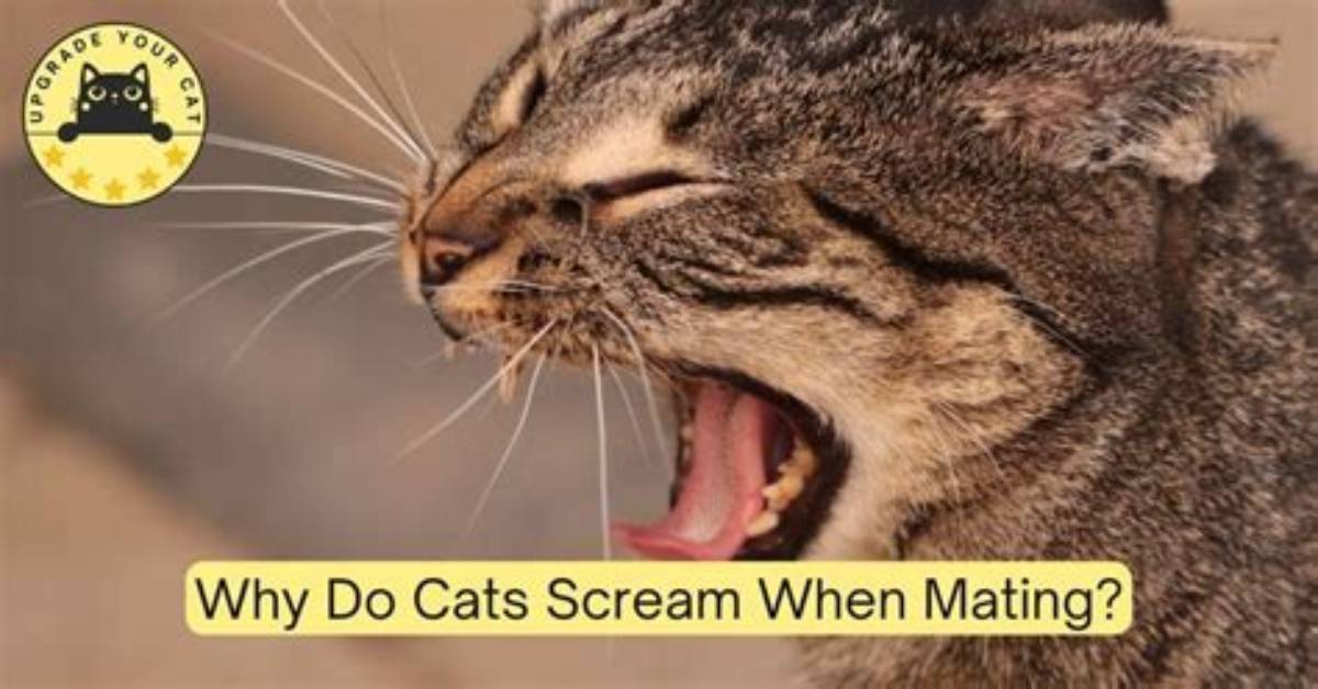 Why Do Cats Cry When Mating?