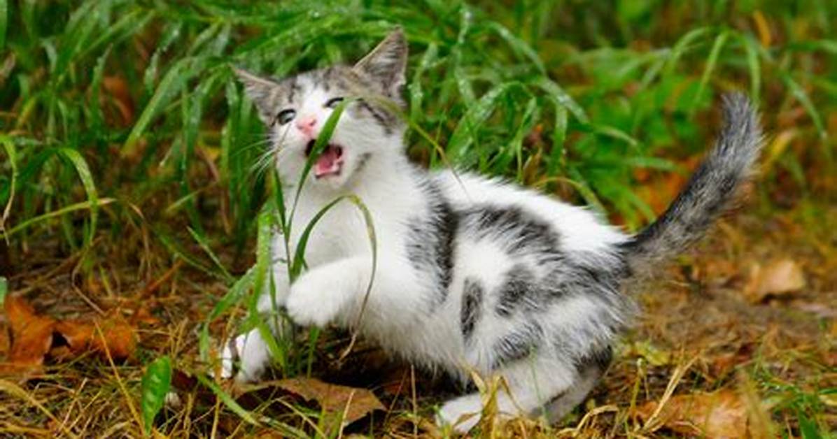 Why Do Cats Eat Grass?