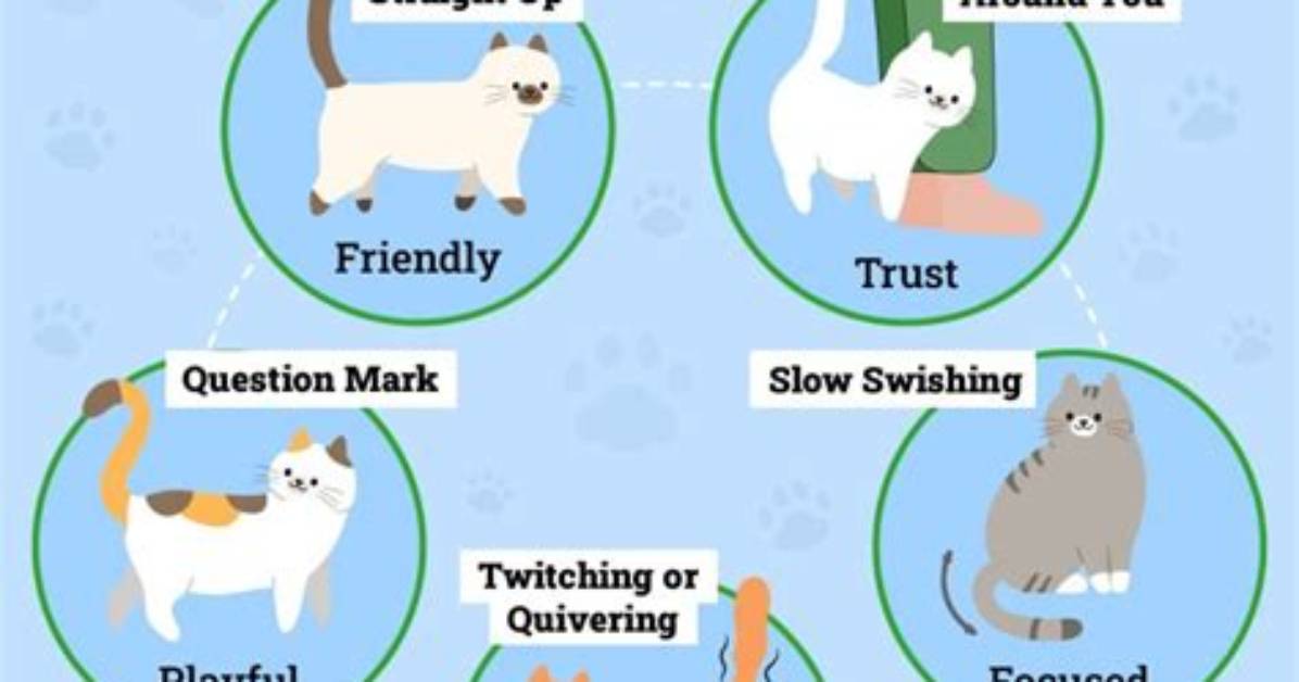 Why Do Cats Have Tails?
