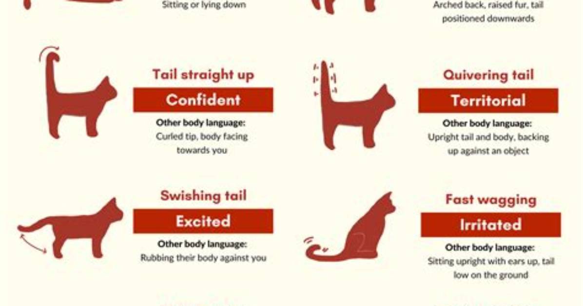 Why Do Cats Intertwine Tails?