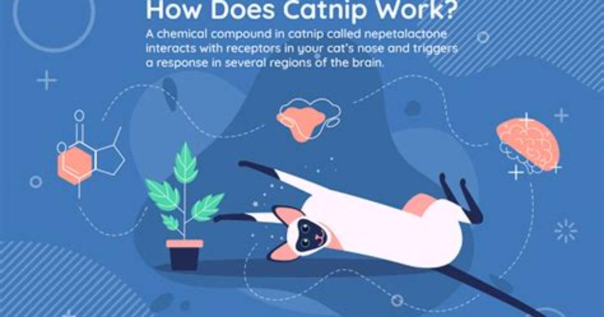Why Do Cats Like Catnip?